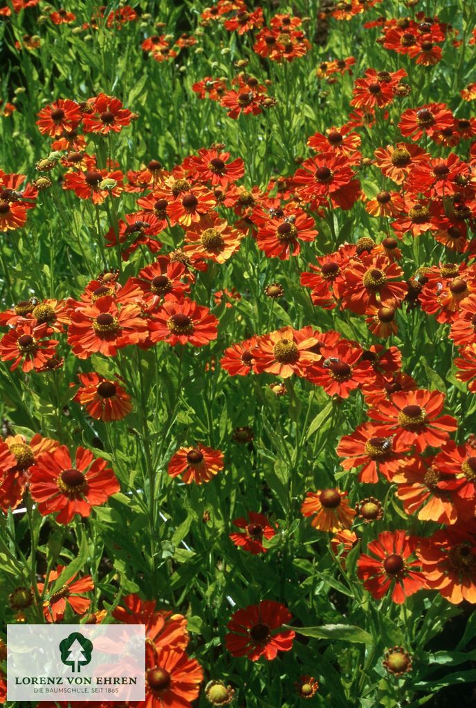 Helenium cultorum 'Baudirektor Linne'