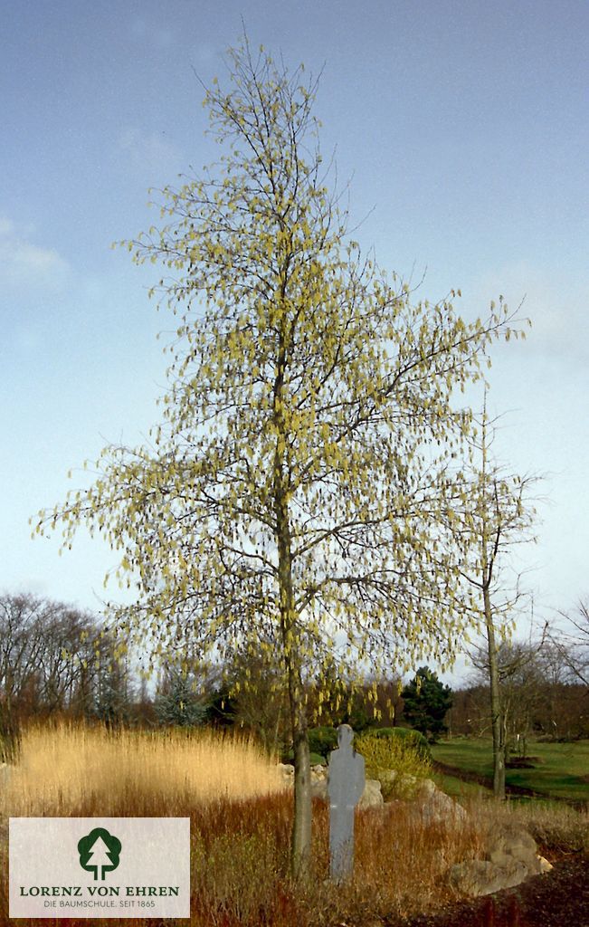 Alnus incana