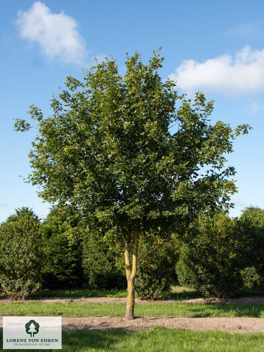 Acer campestre mit zwei Stämmen aus einem.