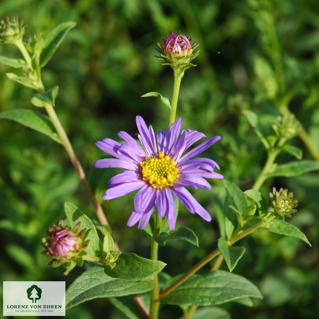 Aster frikartii 'Wunder Von Stäfa'