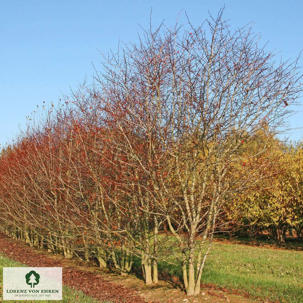 Crataegus prunifolia