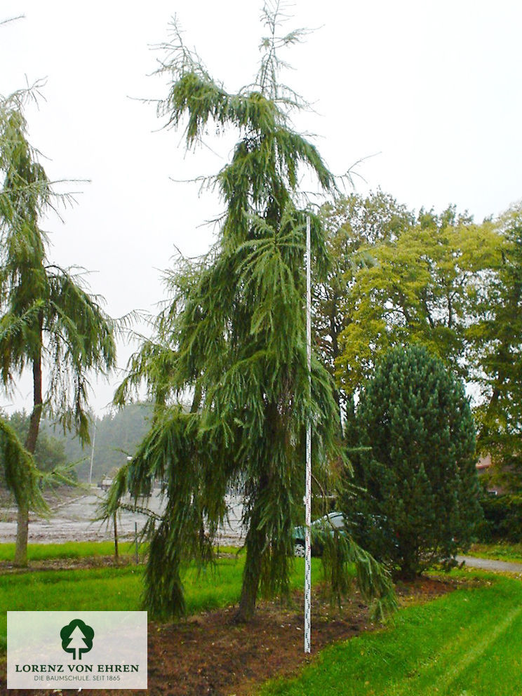 Larix kaempferi 'Pendula'