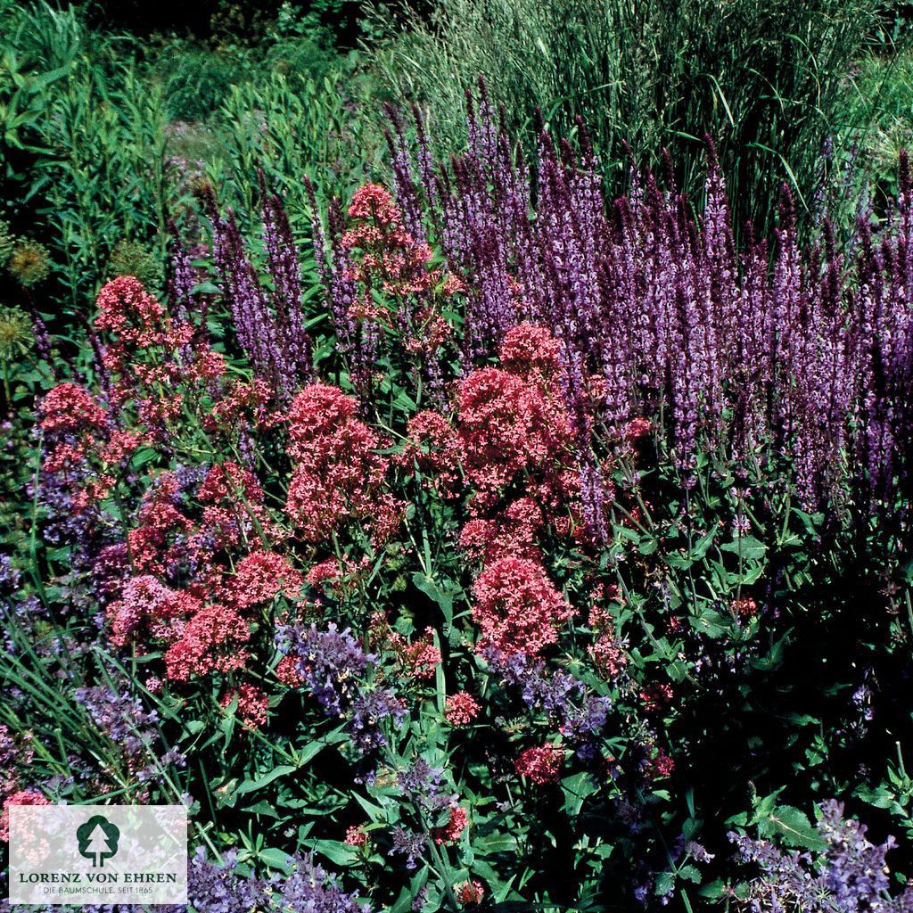 Centranthus ruber 'Coccineus'