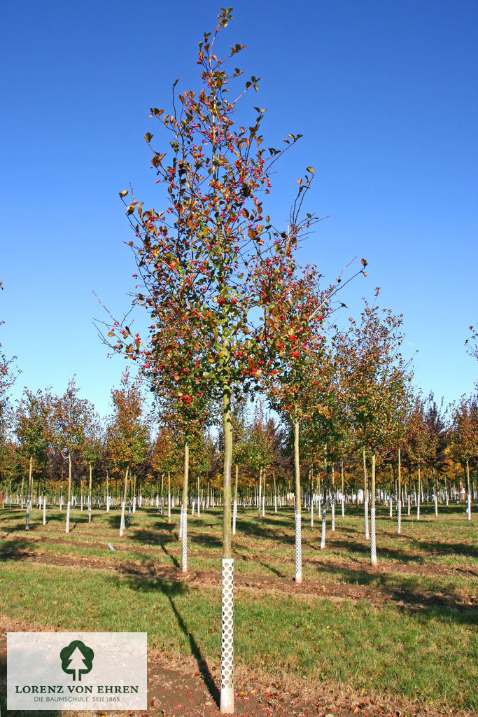 Crataegus crus-galli