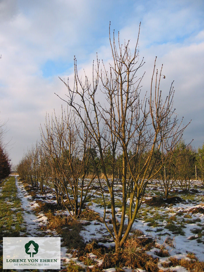 Syringa vulgaris 'Katherine Havemeyer'