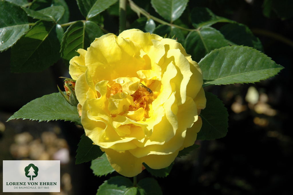 Rosa 'Lichtkönigin Lucia'