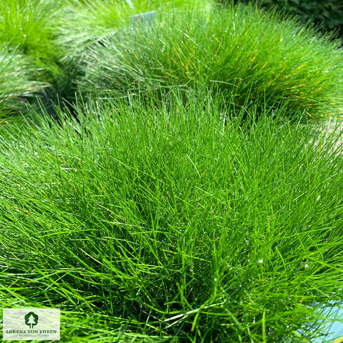 Festuca gautieri