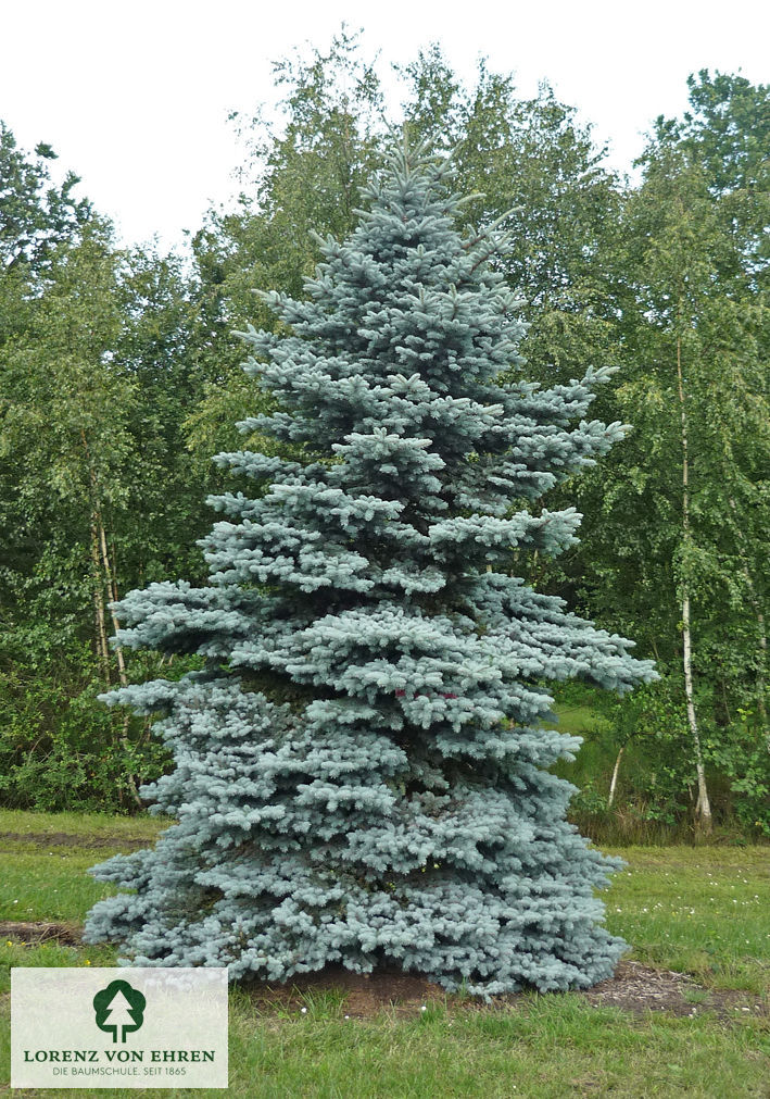 Picea pungens 'Glauca Globosa'