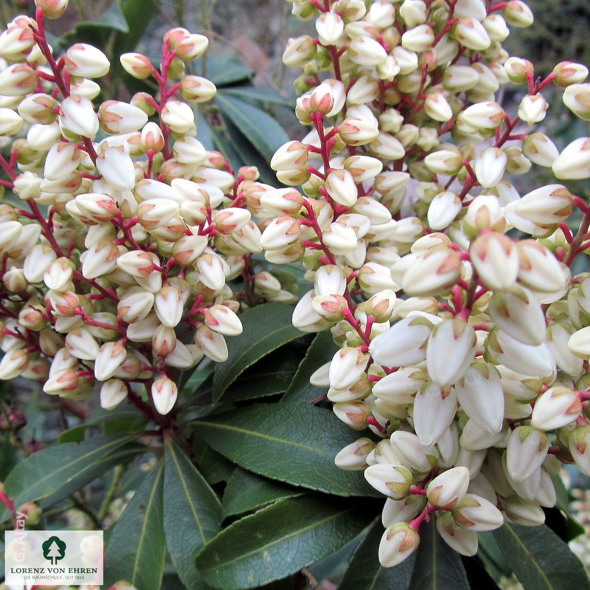 Pieris japonica 'White Pearl'
