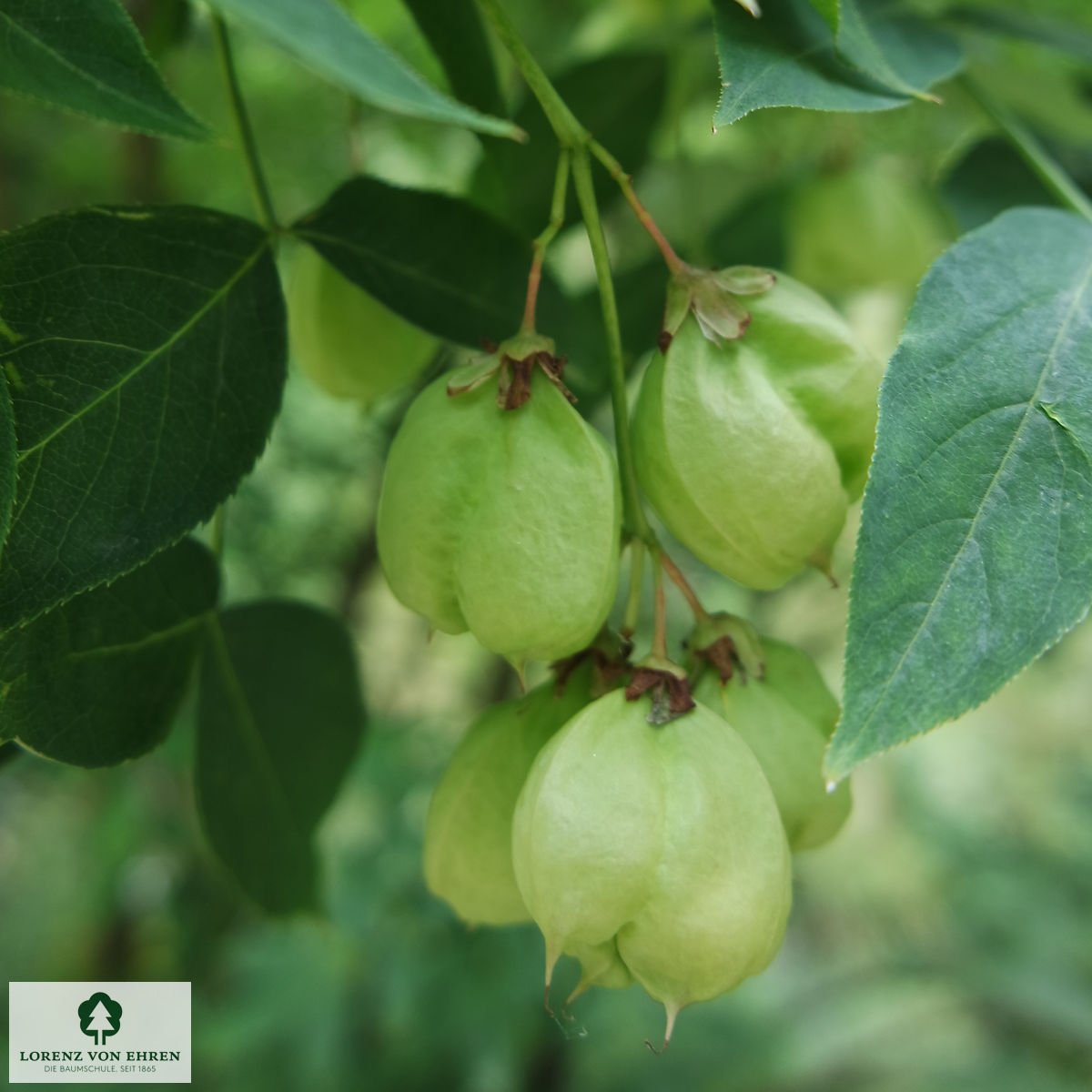 Staphylea colchica