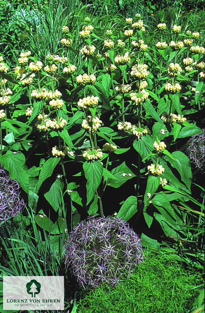 Phlomis russeliana