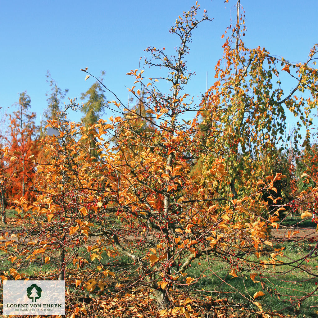 Malus 'Tina'