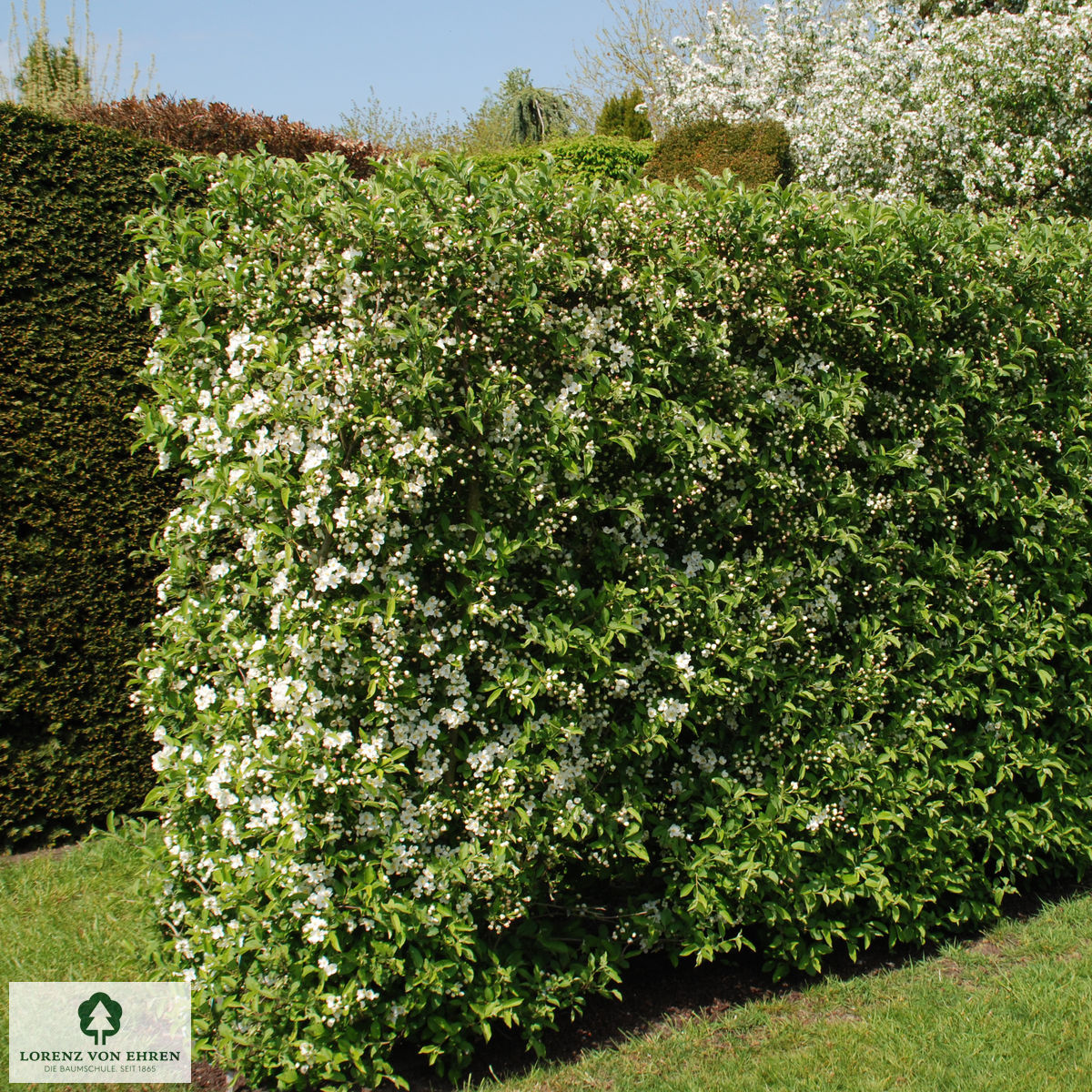 Malus evereste Hecke die blüht