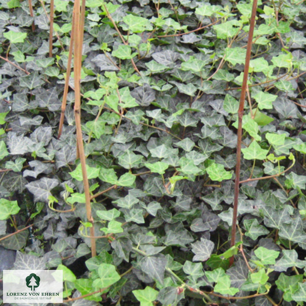 Hedera helix