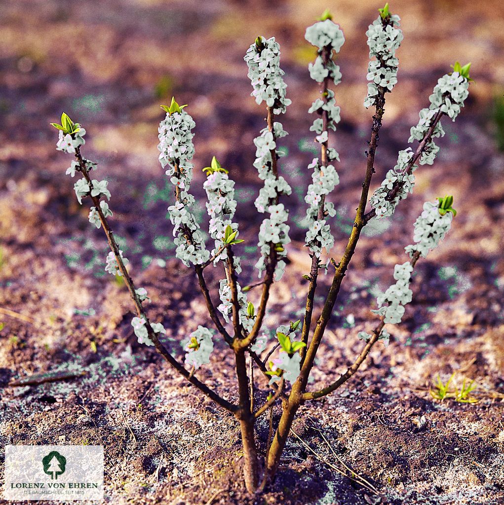 Daphne mezereum alba