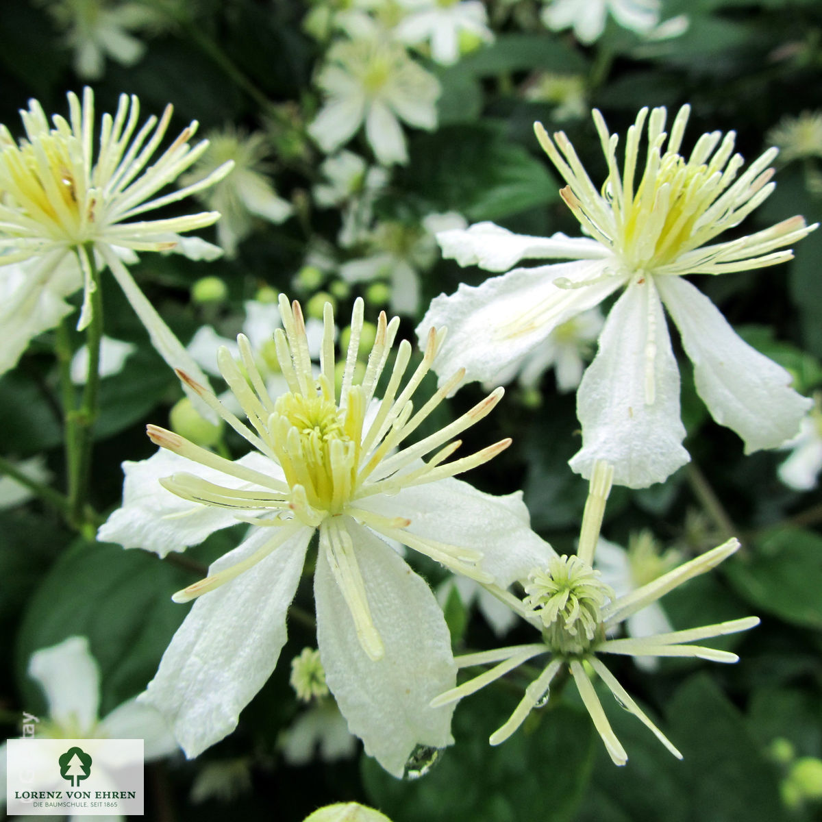 Clematis vitalba