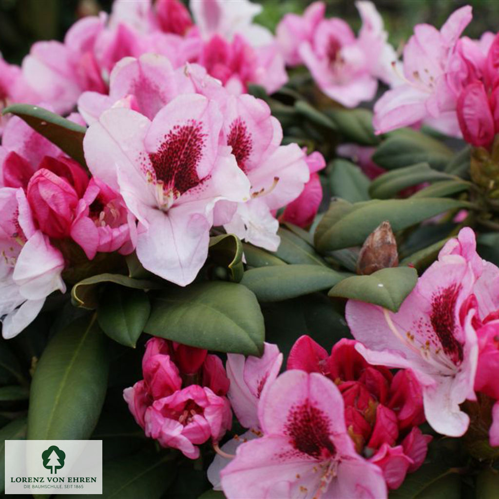 Rhododendron yakushimanum 'Nicoletta'