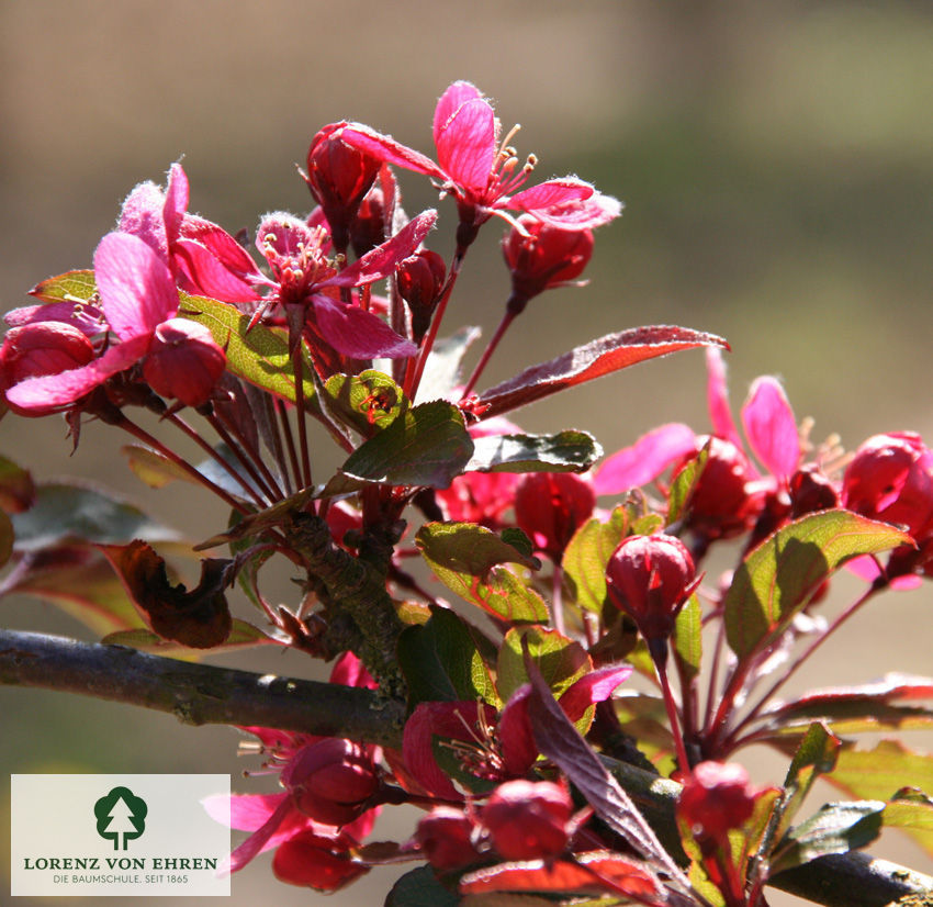 Malus 'Eleyi'