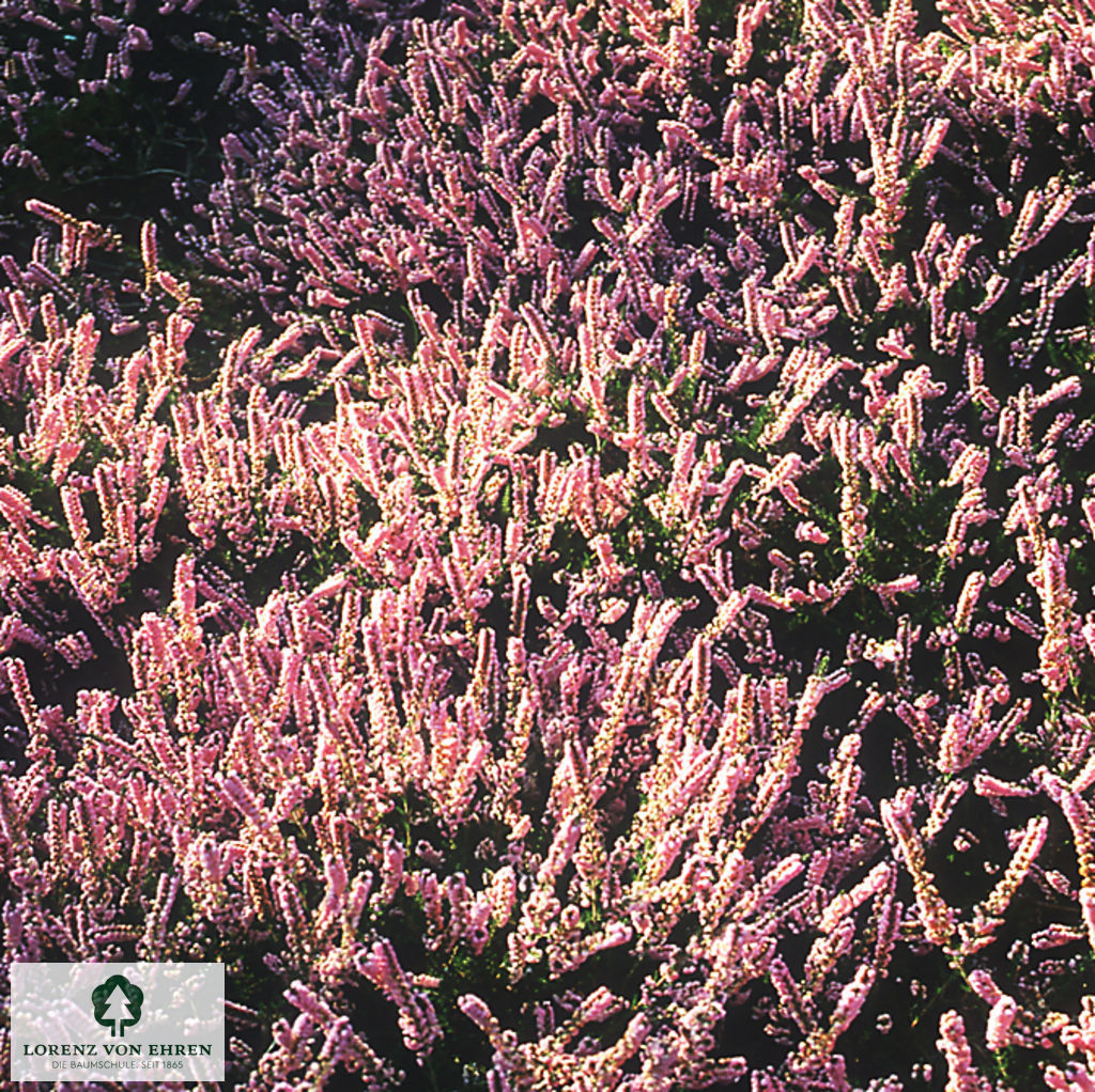 Calluna vulgaris 'H.E. Beale'