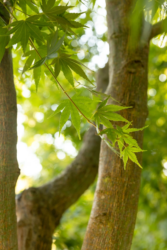Acer palmatum VJ