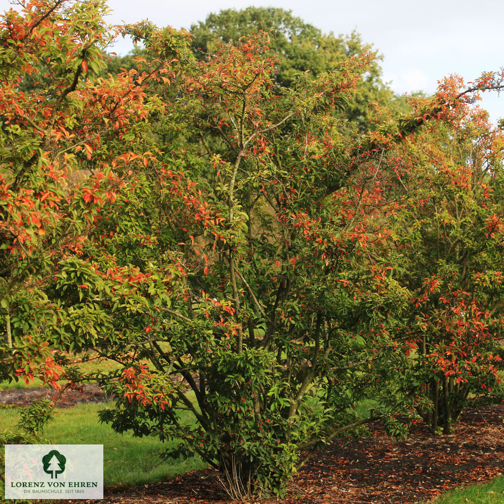 Photinia villosa