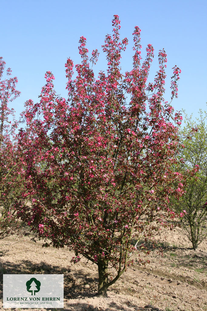 Malus 'Rudolph'