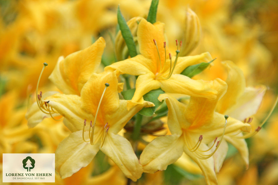 Azalea mollis sinensis I 'Gelb'