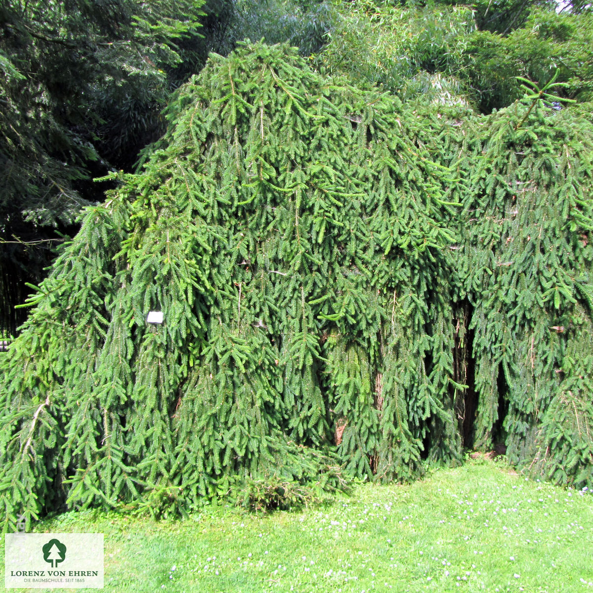 Picea abies 'Inversa'