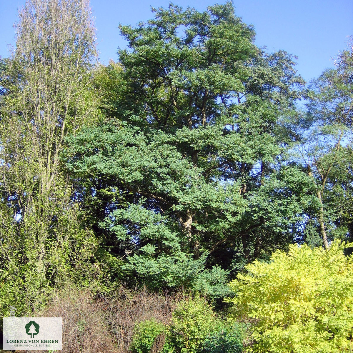 Robinia pseudoacacia 'Bessoniana'