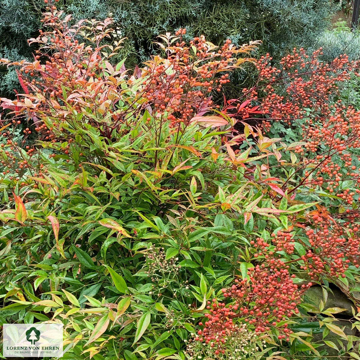 Nandina domestica