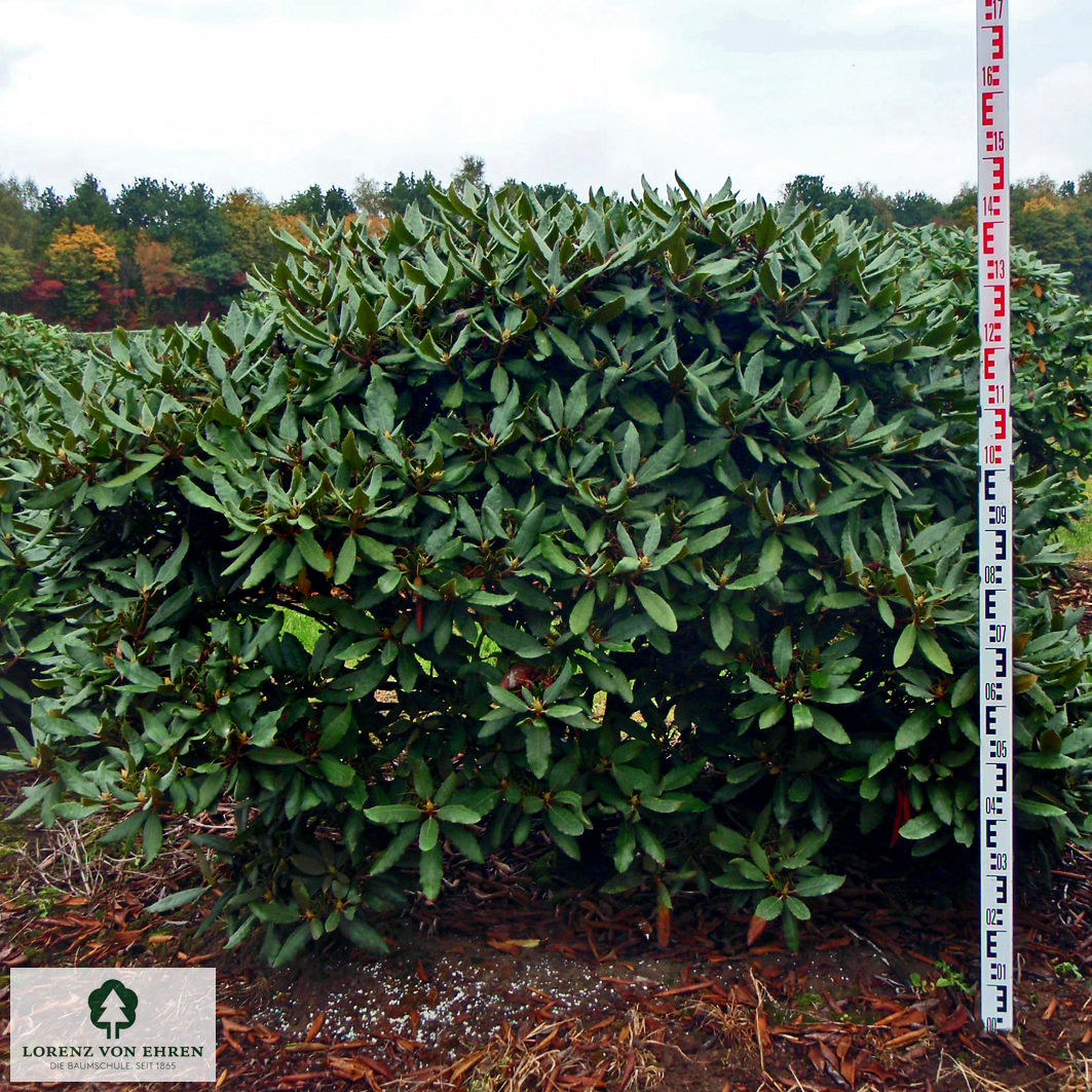 Rhododendron Hybride 'Hachmanns Feuerschein'