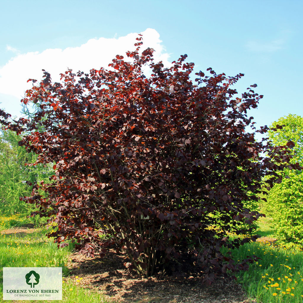 Corylus maxima 'Purpurea'