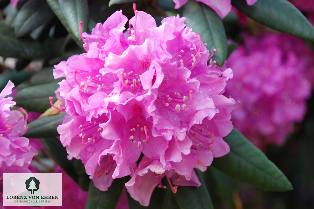 Rhododendron Hybride 'Roseum Elegans'