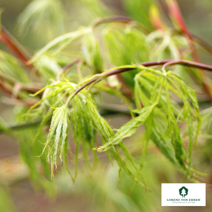 Acer palmatum 'Dissectum'