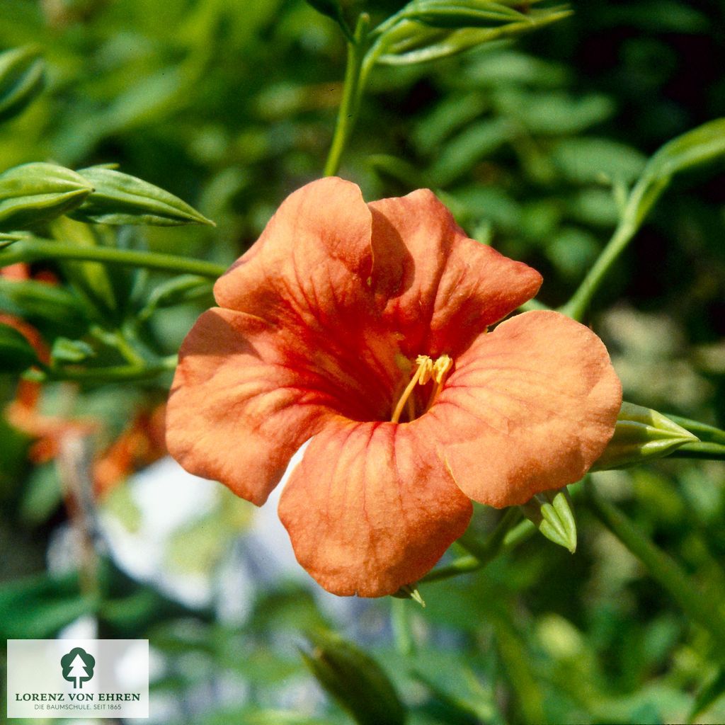 Campsis tagliabuana 'Mme Galen'