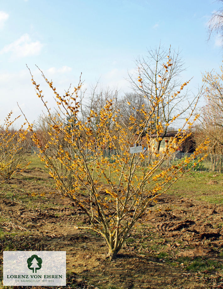 Hamamelis intermedia 'Barmstedt Gold'