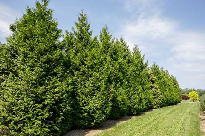 Thuja plicata Excelsa Kegel von Ehren Lebensbaum als Kregel geschnitten