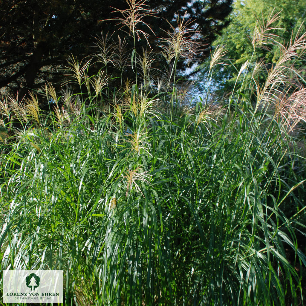 Miscanthus sinensis 'Silberfeder'