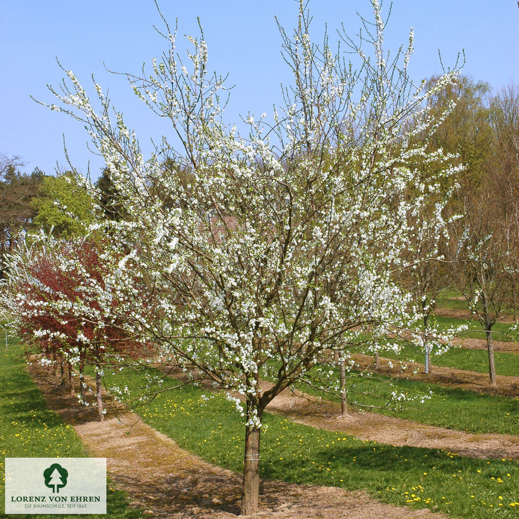 Prunus domestica 'Graf Althans Reneklode'