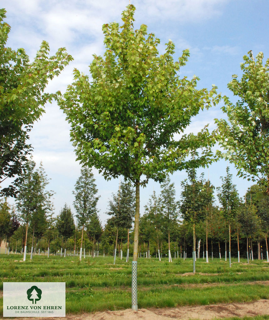 Acer freemanii 'Autumn Blaze'