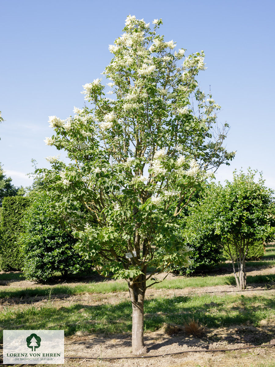 Syringa reticulata 'Ivory Silk'