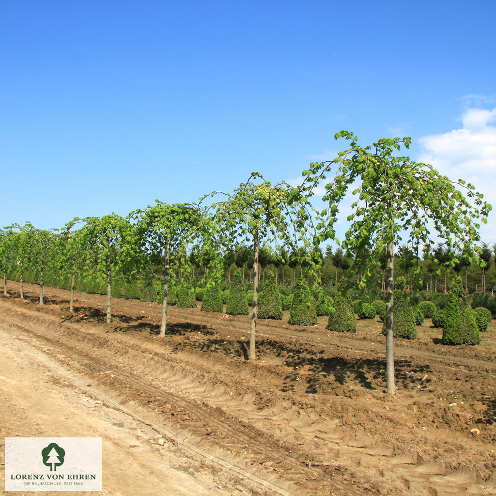 Ulmus glabra 'Pendula'