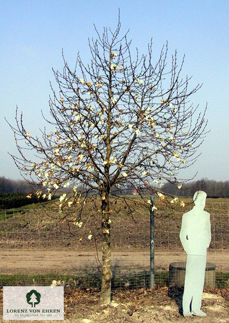 Magnolia stellata