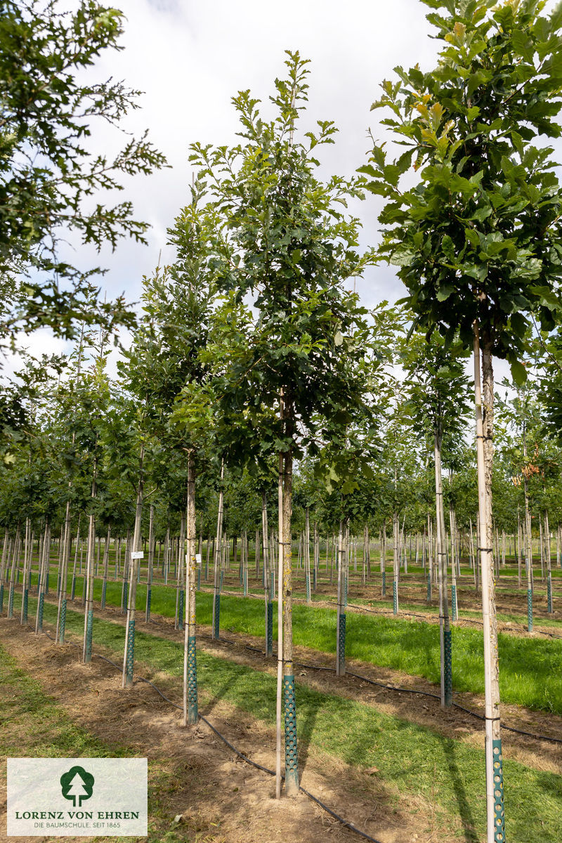 Quercus bicolor