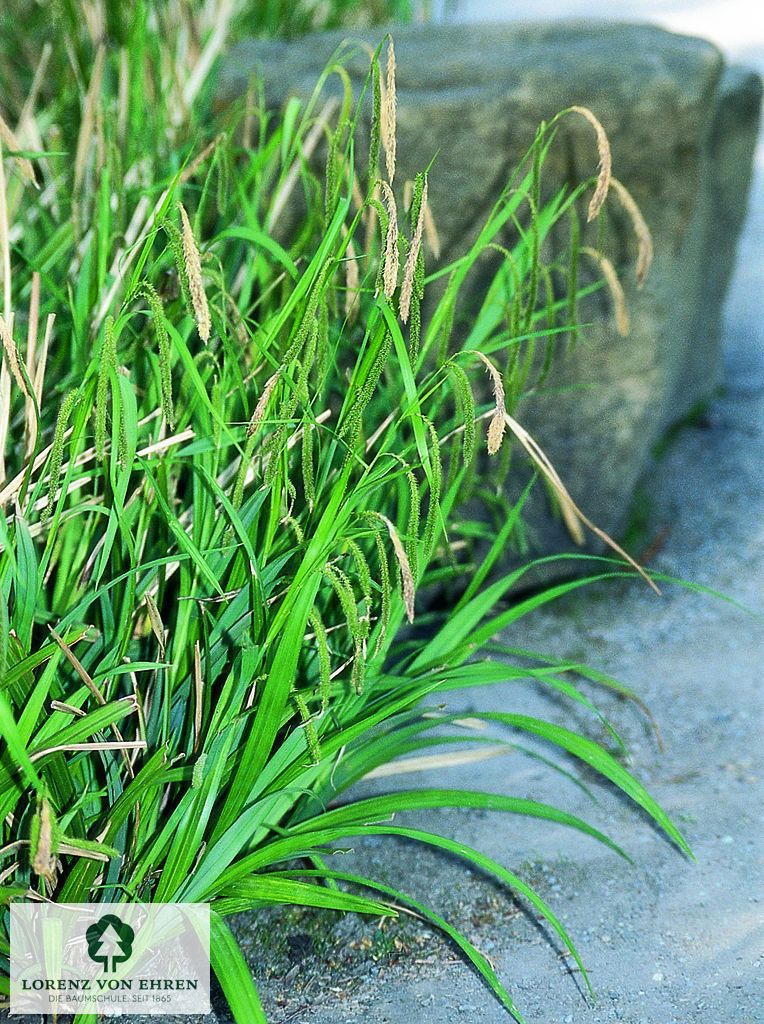 Carex pendula