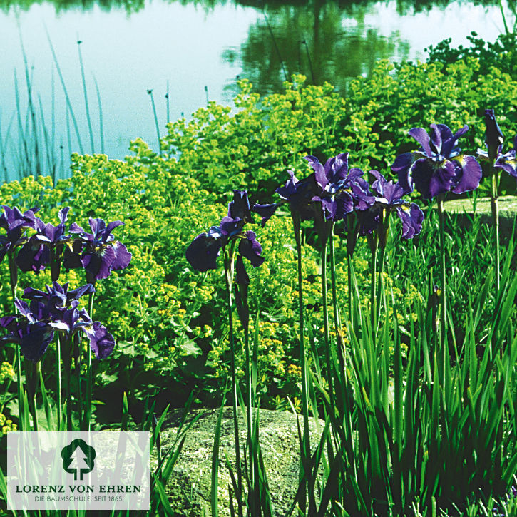 Iris sibirica 'Caesar's Brother'