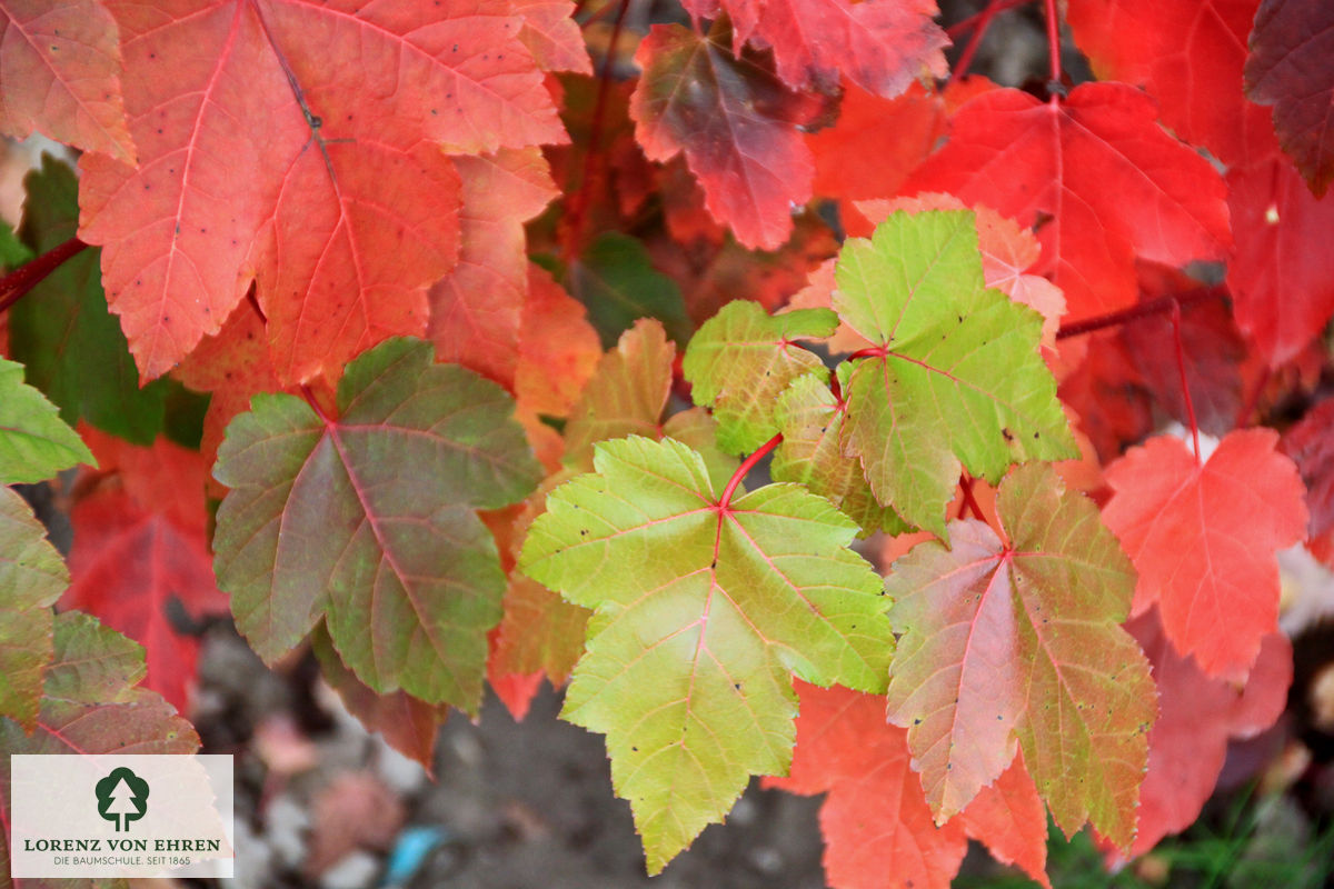 Acer rubrum 'October Glory'