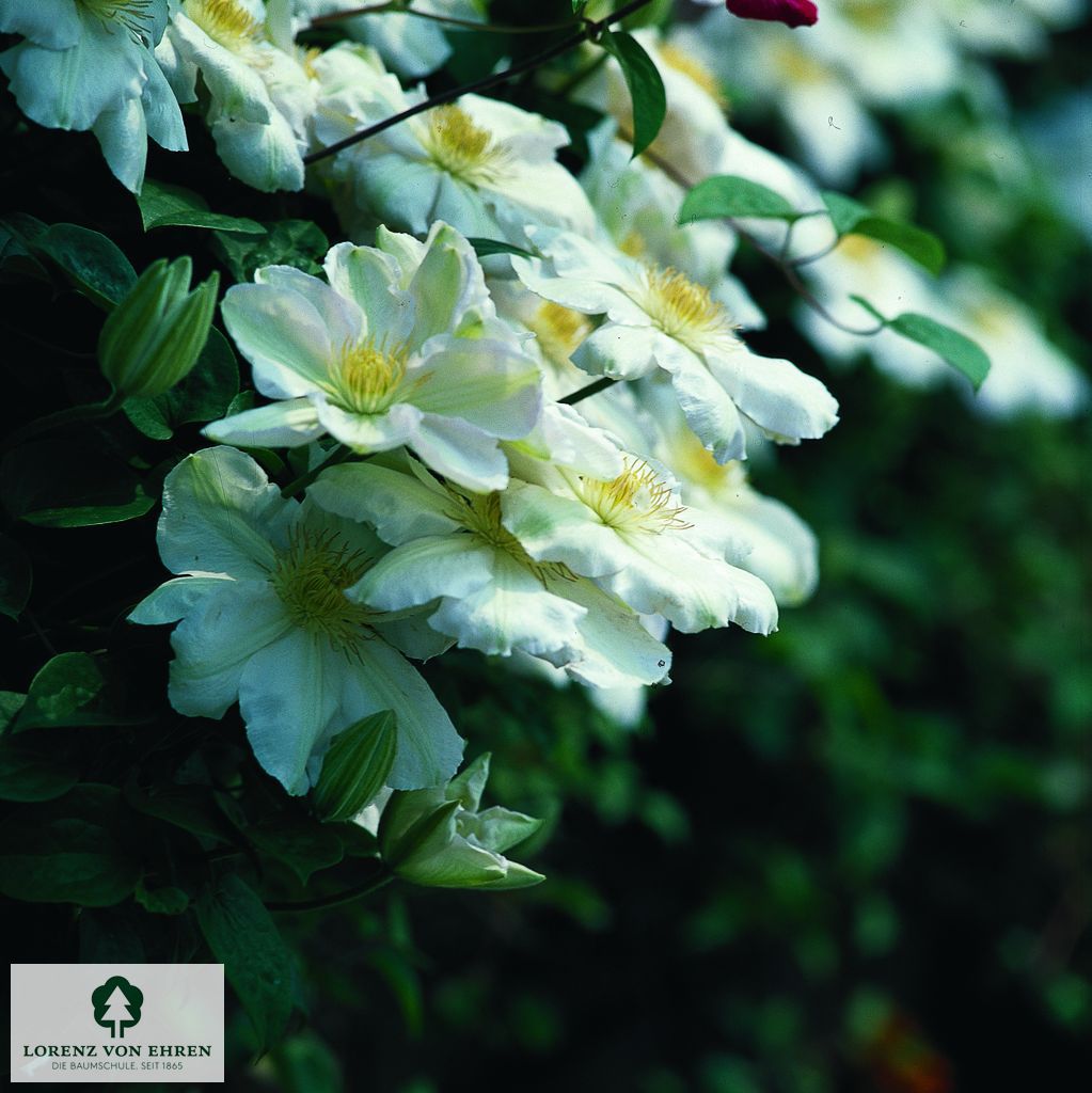 Clematis 'Duchess of Edinburgh'