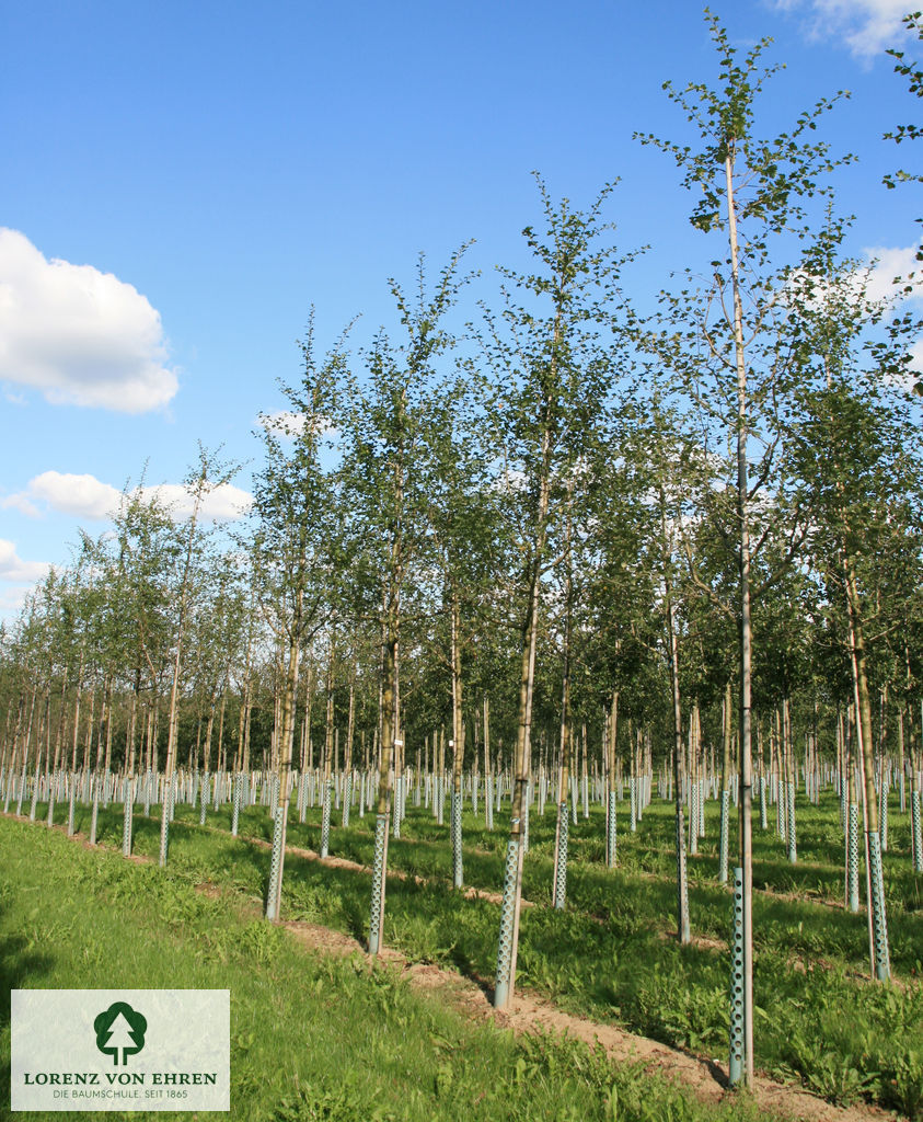 Crataegus laevigata 'Paul's Scarlet'