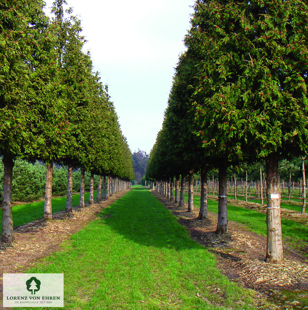 Thuja plicata 'Excelsa'